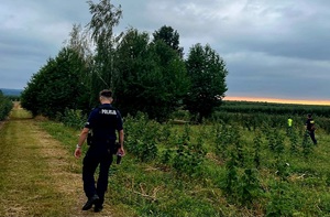 policjanci chodzą po polu
