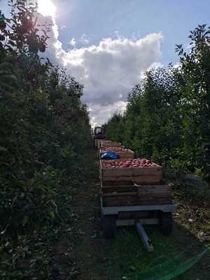 ciągnik rolniczy wraz z przyczepą z jabłkami w skrzyniopaletach na terenie sadu