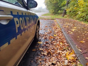 radiowóz liscie