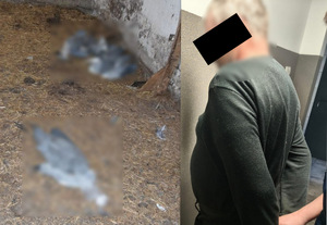 Zatrzymany mężczyzna oraz martwe czaple.